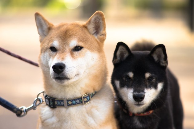 shiba-inu-army-on-the-rise:-daily-active-addresses-soar-over-170%
