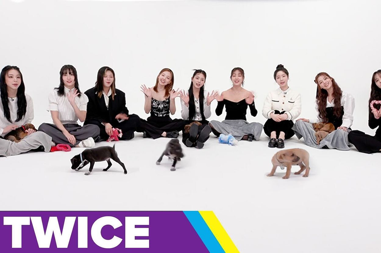 twice-played-with-puppies,-and-it's-my-new-favorite-thing