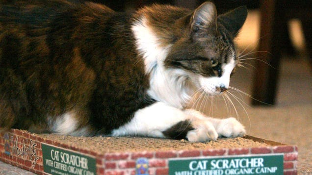 stop-your-cat-from-scratching-furniture-with-these-science-backed-strategies