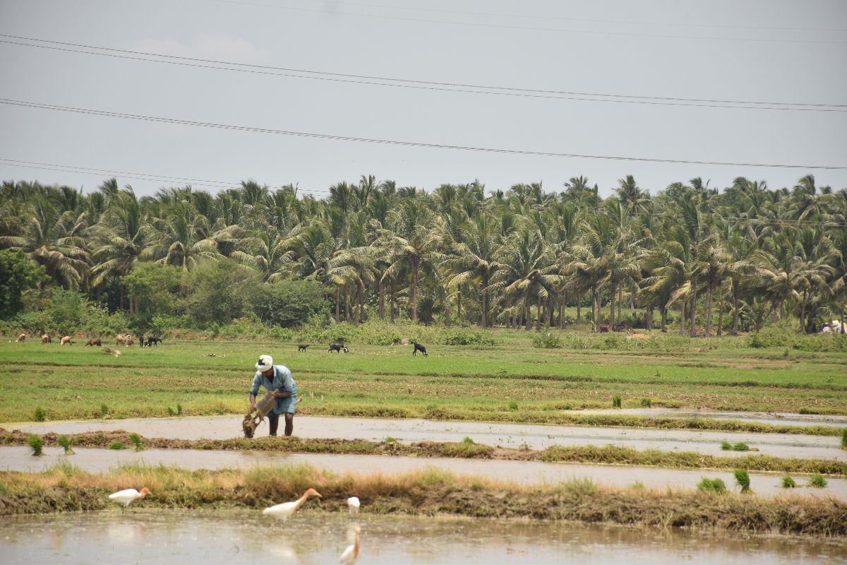 mitti-labs-aims-to-make-rice-farming-less-harmful-to-the-climate,-starting-in-india-|-techcrunch