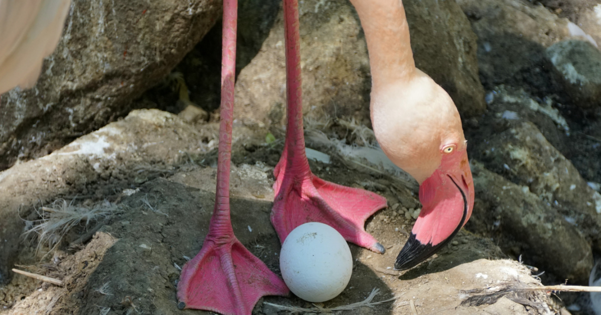 this-flamingo-laid-her-first-eggs-at-the-ripe-old-age-of-seventy