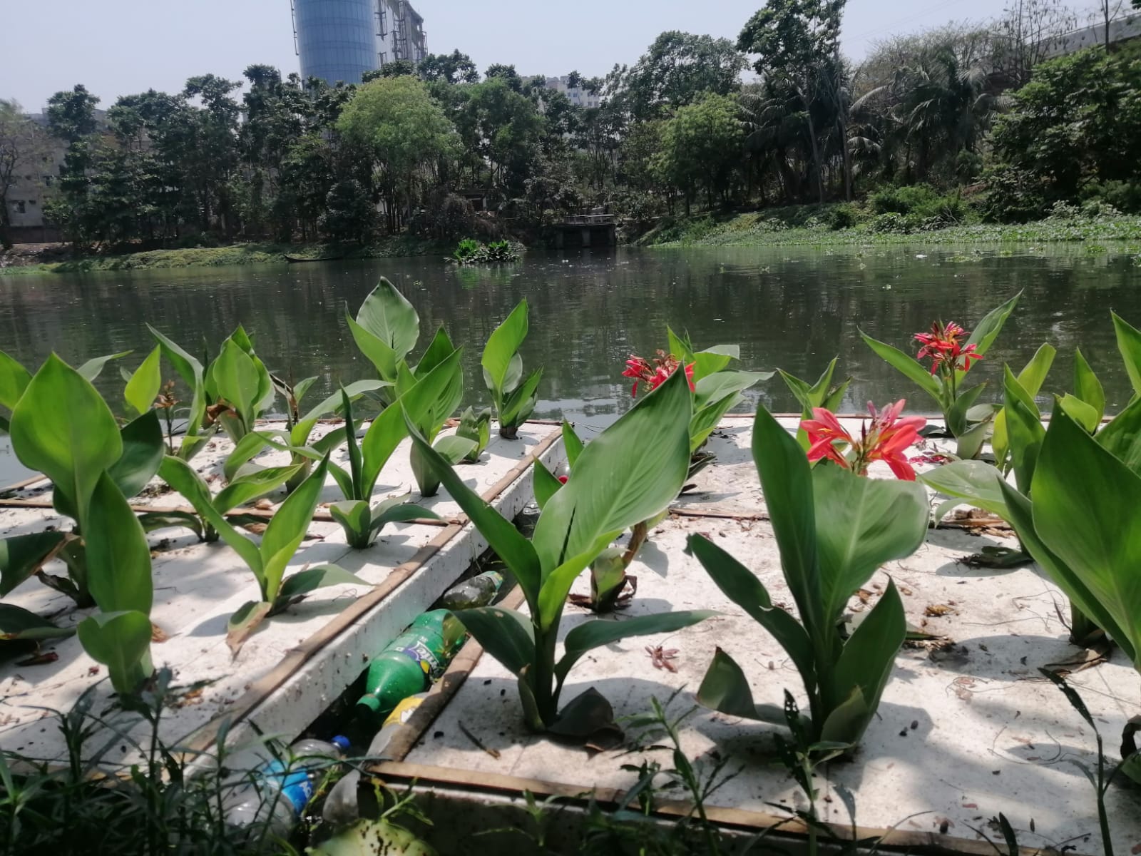 polluted-lakes-are-being-cleansed-using-floating-wetlands-made-of-trash