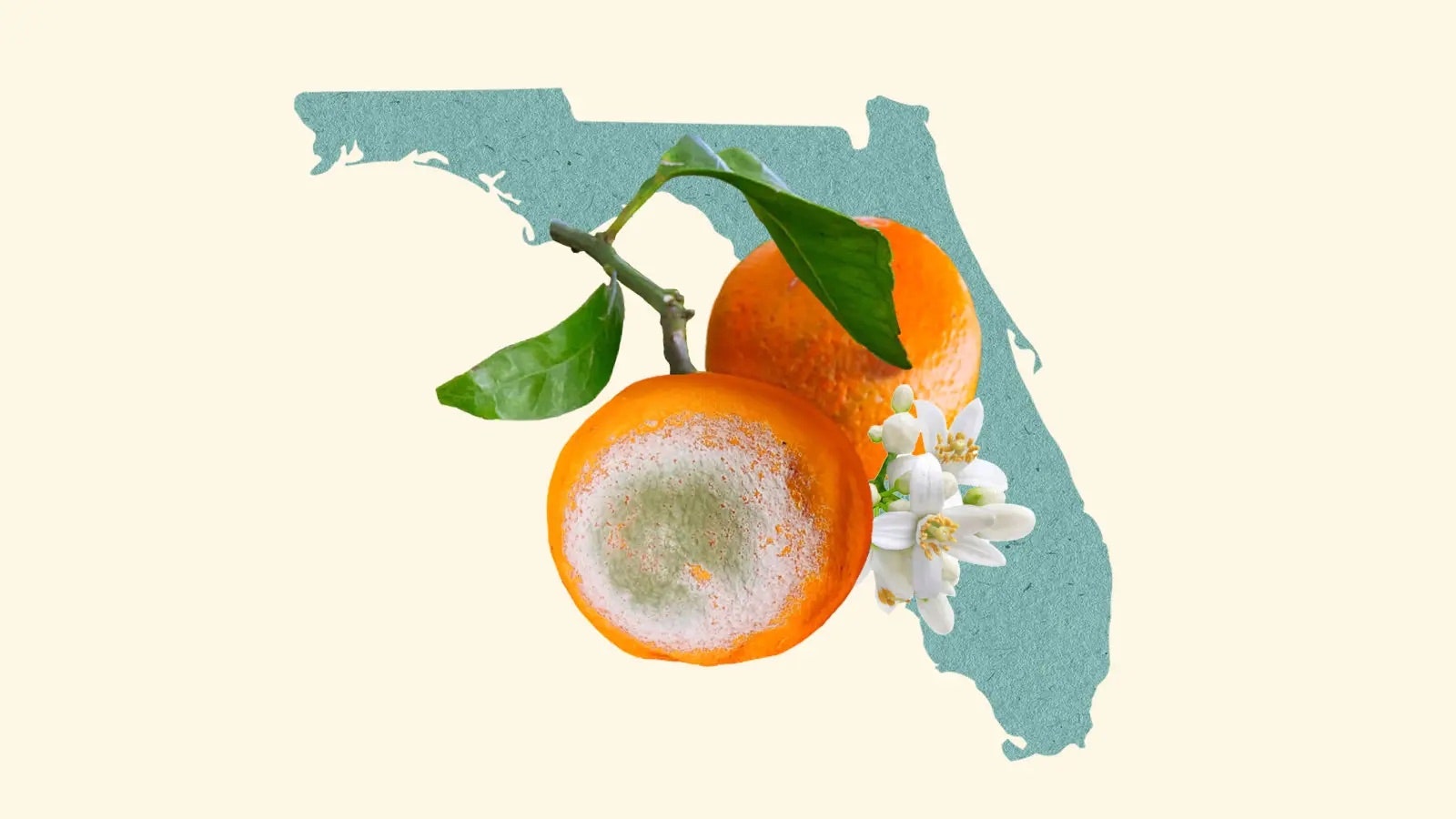 the-fight-to-save-florida’s-oranges