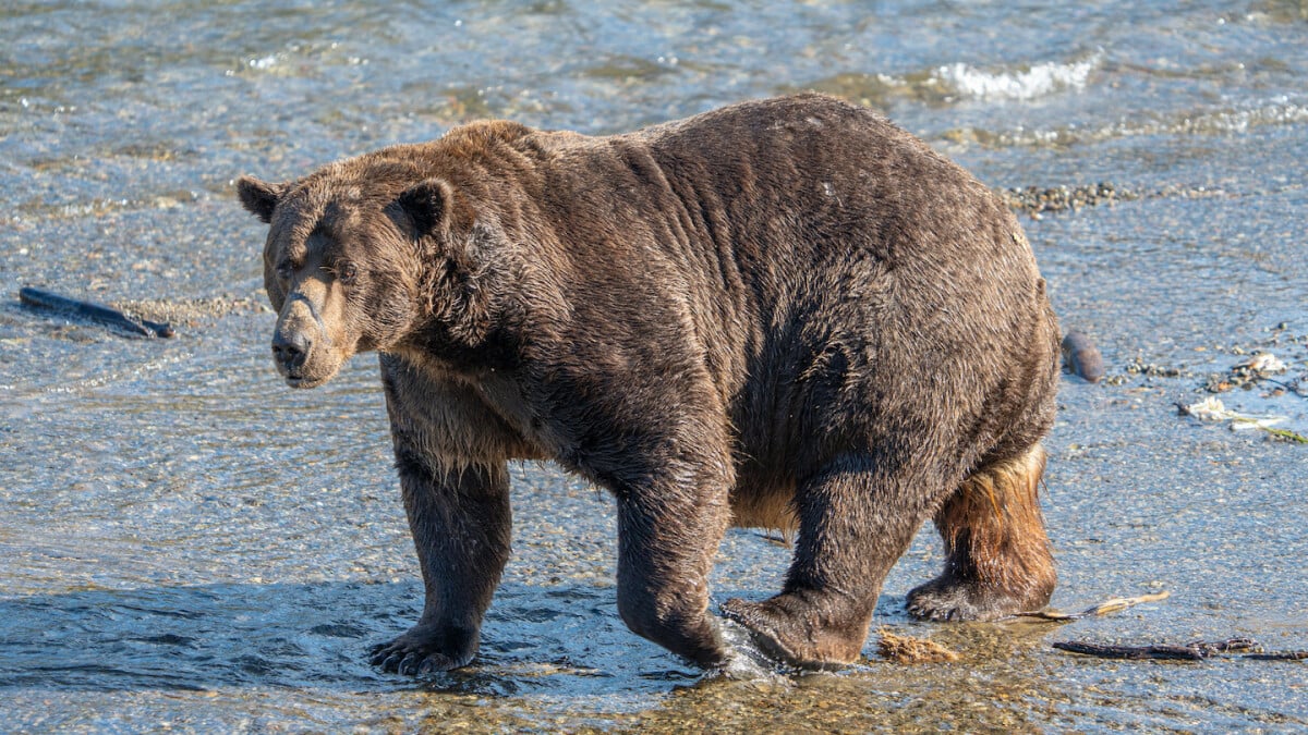 a-violent-event-occurred-on-alaska's-fat-bear-livestream