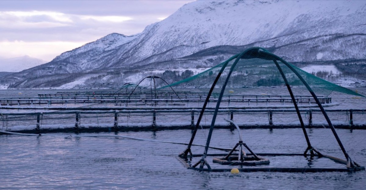 alphabet-x’s-latest-spinout-brings-computer-vision-and-ai-to-salmon-farms-|-techcrunch