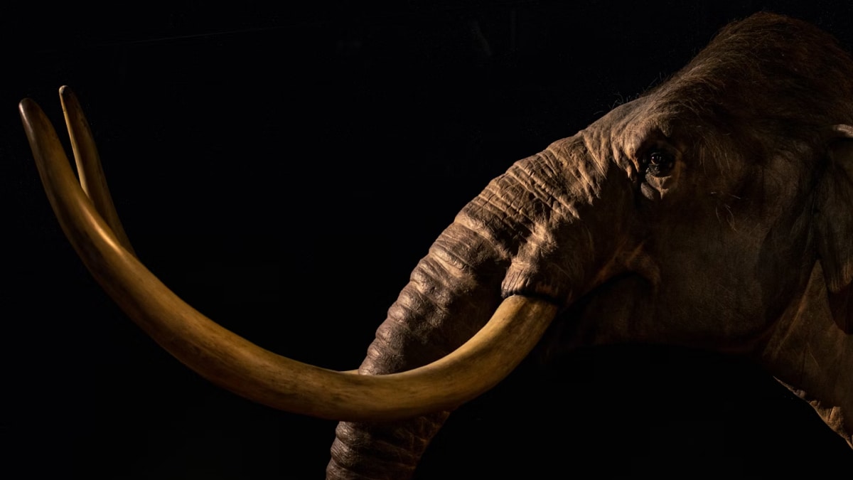 woolly-mammoth-comeback?-science-might-revive-extinct-species-by-2028