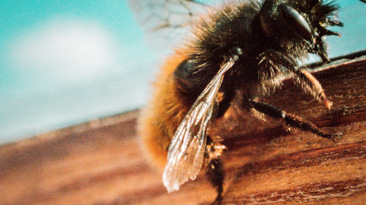 some-bumble-bees-might-have-lost-their-sense-of-smell-after-heat-waves