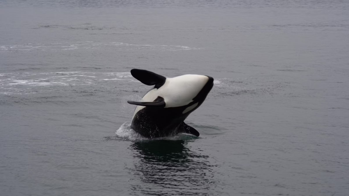 orcas-might-be-using-boats-as-practice-targets,-new-theory-suggests