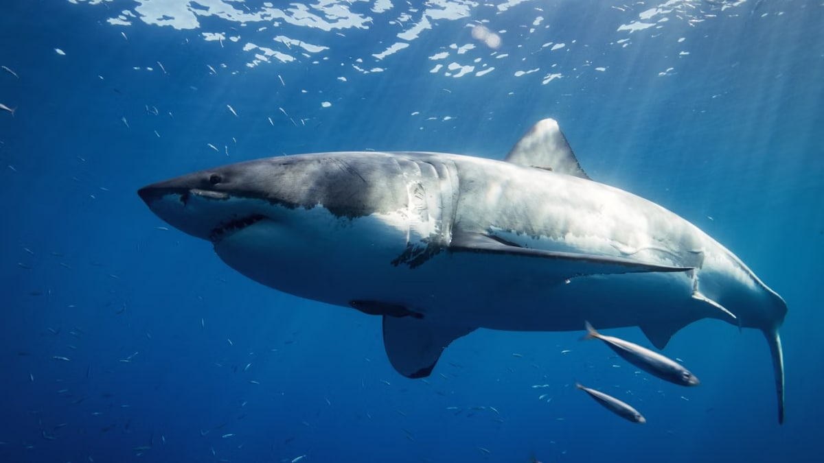 great-white-sharks-gather-in-this-mysterious-spot-every-year