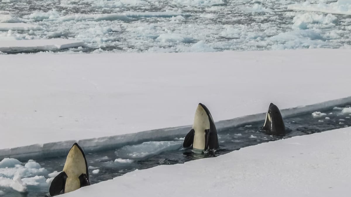 antarctica-was-not-always-frozen-and-this-is-why-that-changed