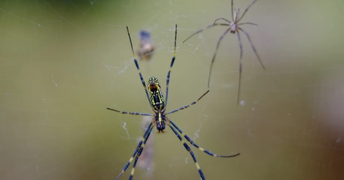 massive-invasive-spider-is-spreading-across-the-united-states