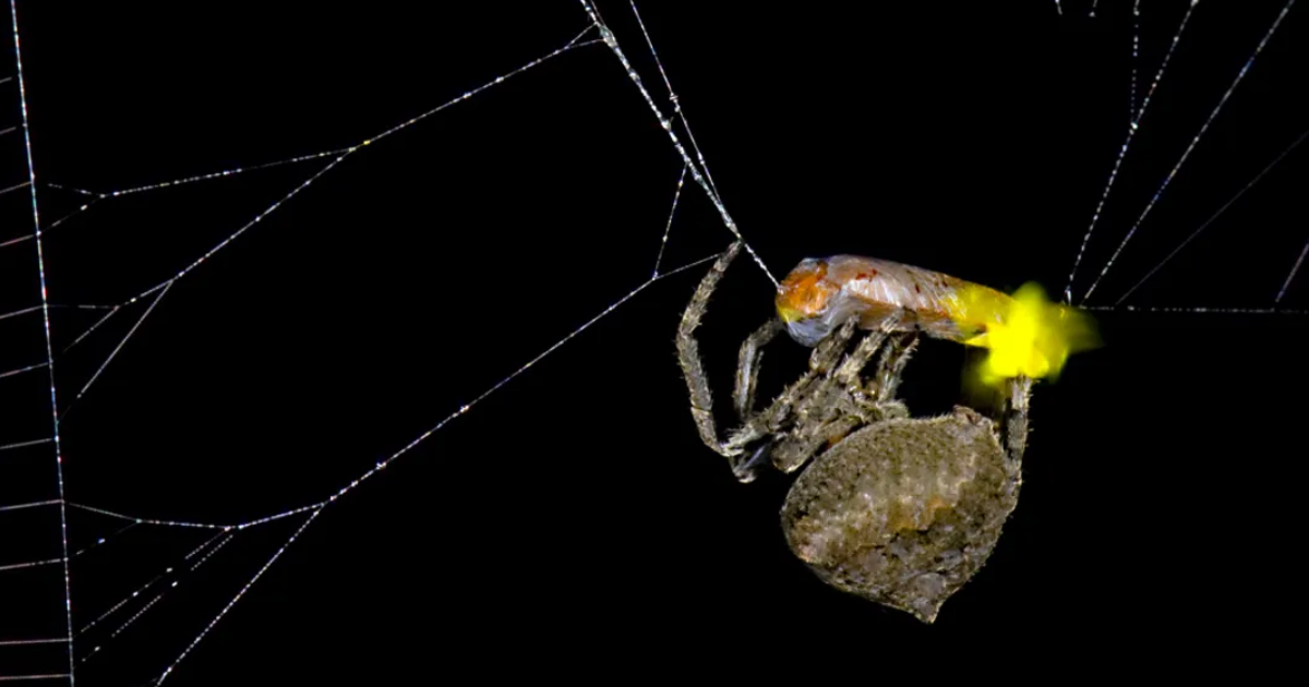 new-study-shows-spiders-may-be-manipulating-fireflies-to-glow-after-they-are-caught-in-order-to-attract-more-prey